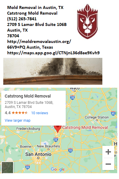 Mold Removal Mold Growth
