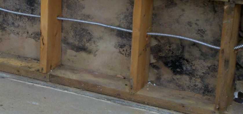 Mold Removal Invoice